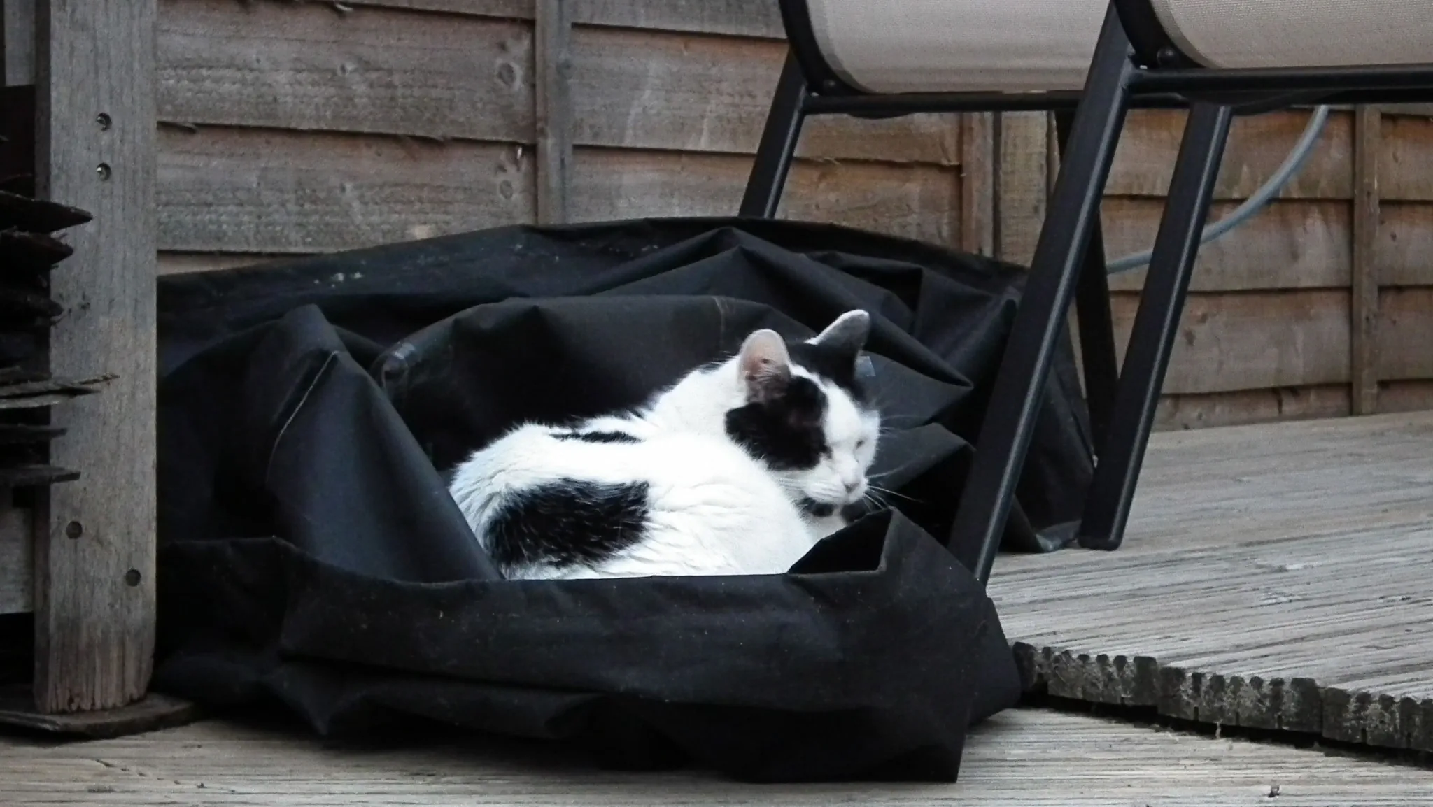 E22 sous chef marshall aka petes puppycat   22 may (2)